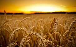 Spring wheat “Iren”
