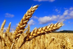 Winter wheat “Novosibirskaya 51”